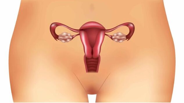 venas varicosas uterinas