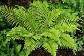 Tratamiento compresivo para varices